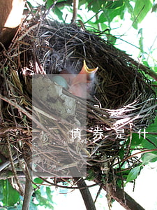 債券是什么意思