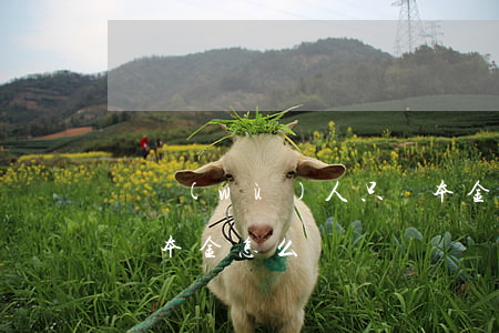 債務(wù)人只還本金 債務(wù)人只還本金怎么辦