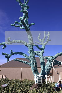 債務(wù)人植物人債務(wù)怎么辦（植物人欠信用卡怎么辦）