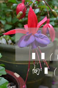 債務(wù)人死亡,債權(quán)人該向誰(shuí)主張權(quán)利