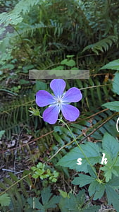 債務(wù)人重整價(jià)值的識(shí)別問題