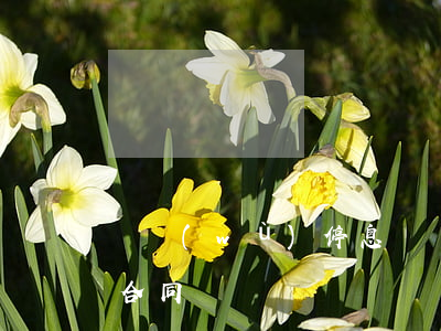 債務(wù)停息掛賬代理費(停息掛賬委托合同)