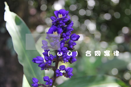 債務(wù)合同案律師哪個(gè)好