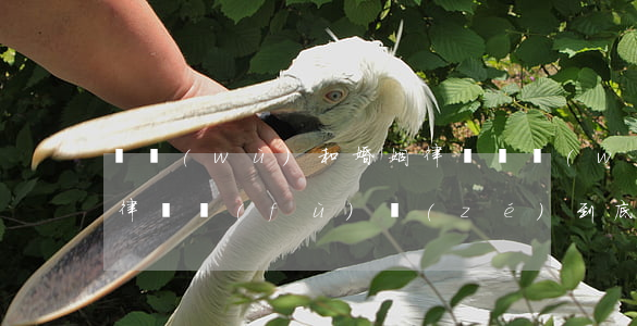 債務(wù)和婚姻律師(債務(wù)糾紛律師負(fù)責(zé)到底嗎)