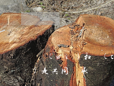 債務(wù)和財(cái)產(chǎn)是共同繼承嗎(債務(wù)是否繼承)