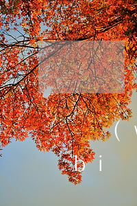 債務(wù)管理律師收費(fèi)標(biāo)準(zhǔn)(債務(wù)律師費(fèi)一般多少錢)