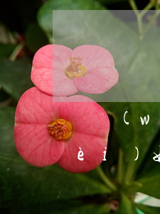 債務(wù)追收律師事(追債的律師費(fèi)如何收取)