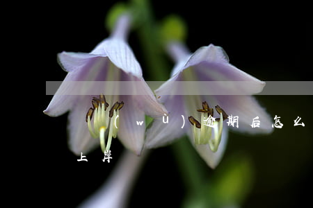 債務(wù)逾期后怎么上岸(貸款逾期怎么上岸)
