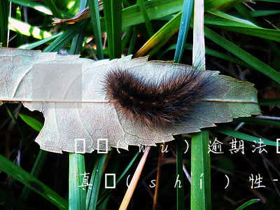 債務(wù)逾期法務(wù)告知郵件的真實(shí)性-逾期收到法務(wù)告知書