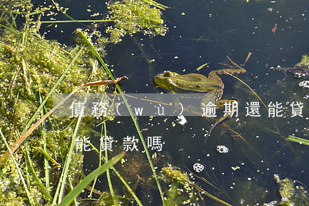 債務(wù)逾期還能貸到款嗎-逾期了,還能貸款嗎