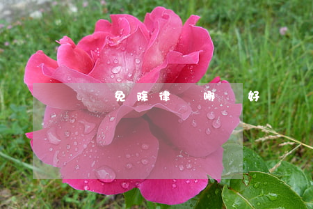 債務免除律師哪個好