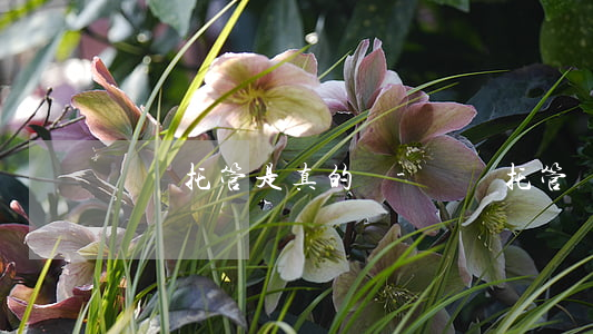 債務托管是真的嗎-債務托管騙局