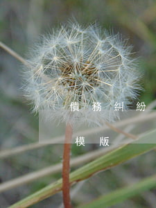 債務糾紛上訴狀范文模板（信用卡逾期上訴狀模版）