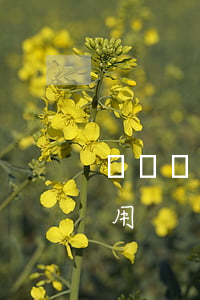 債務糾紛律師費多少錢（安國債務糾紛律師費用）