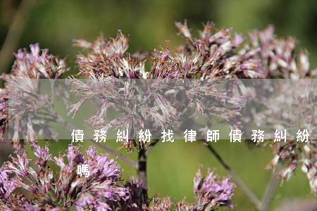 債務糾紛找律師(債務糾紛找律師勝訴幾率大嗎)