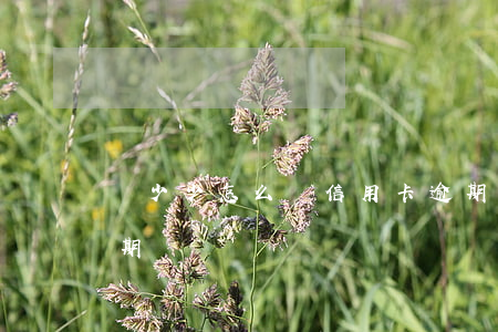 債少少怎么談信用卡逾期(如何查詢信用卡逾期)