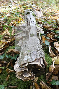 債權(quán)債務(wù)律師找哪家(債權(quán)債務(wù)律師費(fèi)用多少)