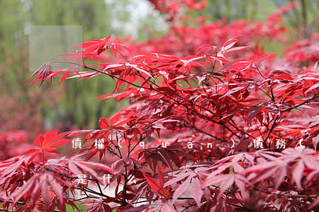 債權(quán)債務(wù)抵消的要件是什么
