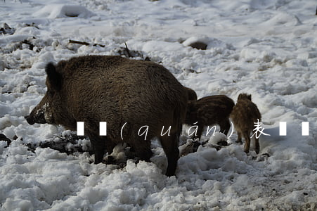 債權(quán)表見讓與有什么法律后果