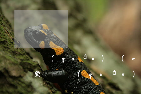 債權(quán)轉(zhuǎn)讓公告登報(債權(quán)轉(zhuǎn)讓公告登報有效嗎)