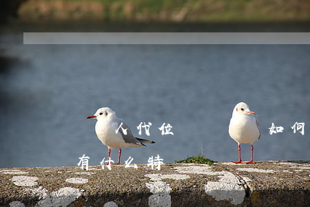 債權人代位權訴訟應如何舉證,債權人代位權有什么特點