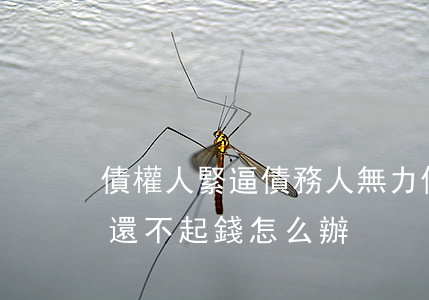 債權人緊逼債務人無力償還怎么辦-債權人還不起錢怎么辦