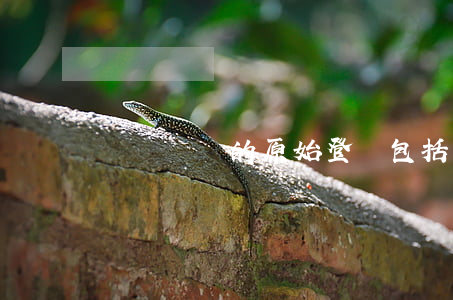 債權憑證的原始登記包括了哪些內容