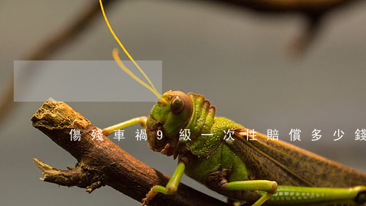 傷殘車禍9級一次性賠償多少錢