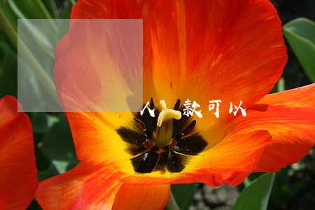 傷殘軍人貸款可以嗎