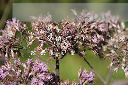儀征岔鎮(zhèn)交通事故(儀征交通事故最新新聞)