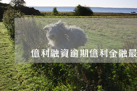 億利融資逾期(億利金融最新消息)