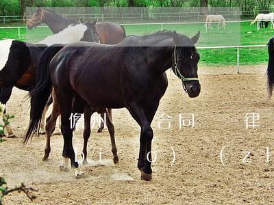 儋州勞動合同糾紛律師收費(fèi)標(biāo)準(zhǔn)(海南儋州律師電話)