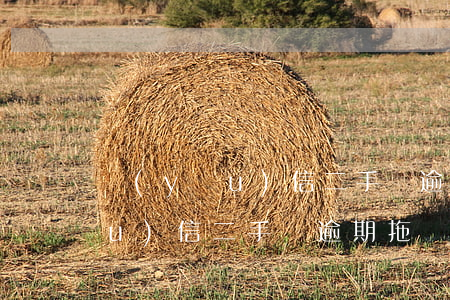 優(yōu)信二手車逾期要拖車(優(yōu)信二手車逾期拖車以后貸款是不是就不管了)