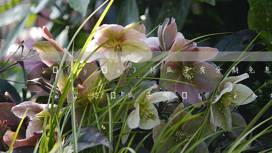 優(yōu)信瓜子有分期免息嗎 優(yōu)信與瓜子哪個(gè)好一些?