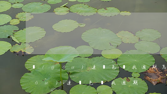 優(yōu)速錢包說我逾期怎么辦（優(yōu)速錢包說我逾期）
