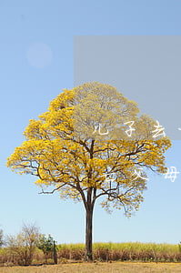 儿子去世欠的网贷父母要还吗(网贷欠款人死亡父母需要还吗)