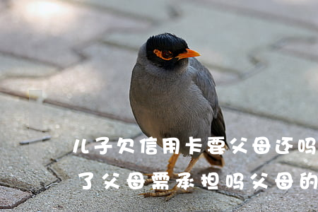 儿子欠信用卡要父母还吗(儿子欠信用卡还不了父母需承担吗?父母的房产会收吗)