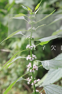 儿子欠网贷还了现在又来怎么办-儿子欠下网贷