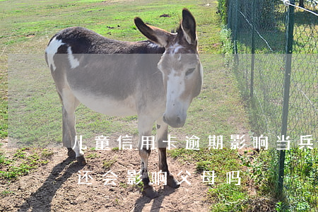 儿童信用卡逾期影响当兵吗(孩子的信用卡没还会影响父母吗)