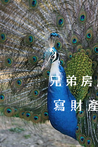 兄弟房產繼承協(xié)議書怎么寫(如何寫財產繼承協(xié)議書)