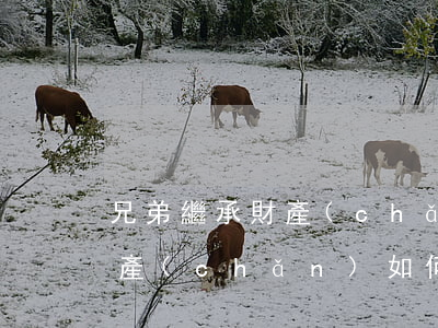兄弟繼承財產(chǎn)怎么分(兄弟的房產(chǎn)如何繼承)