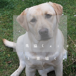 先協(xié)商信用卡還是網(wǎng)貸 協(xié)商還款是和銀行還是催收