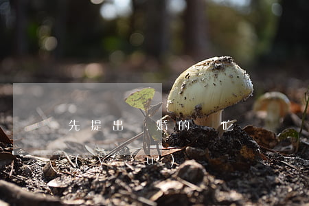 先提出離婚的會吃虧嗎(誰先提離婚誰不占優(yōu)勢嗎)