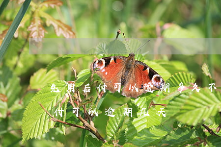 先用后付可以逾期多久不扣支付分-先用后付可以逾期几天