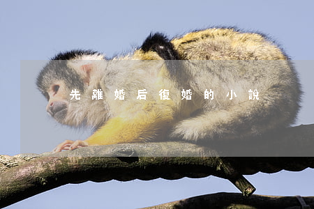 先離婚后復婚的小說