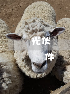 光伏發電還不起貸款(光伏發電貸款需要什么條件)