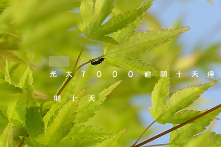 光大7000逾期十天違約金多少-光大逾期七天