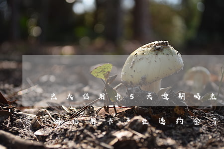 光大信用卡5天逾期吗(光大逾期5天上征信吗信用卡产生违约金了就会上征信吗)