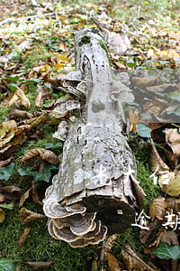 光大信用卡7萬逾期五天利息 光大信用卡7萬逾期一年多