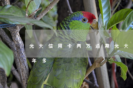 光大信用卡两万逾期(光大信用卡4万逾期半年多)